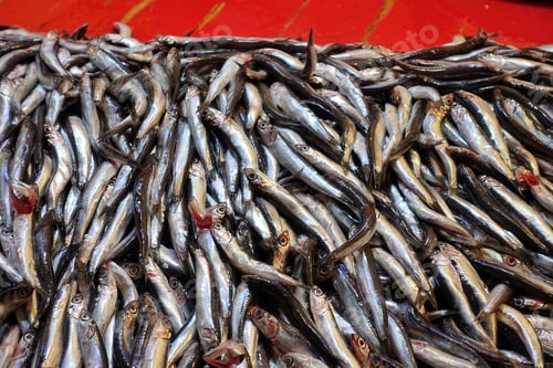 Preview: Fish Food in a Fish Market Stand