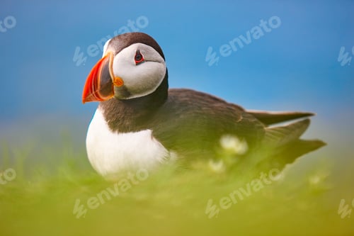 Preview: Puffin on Mykines cliffs and atlantic ocean. Faroe islands birdlife
