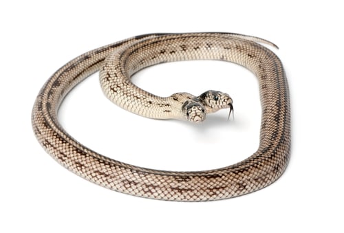 Preview: two headed eastern kingsnake - Lampropeltis getula californiae, white background