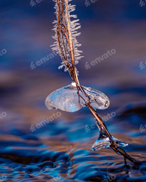 Preview: Small branch of a frosted tree sitting amongst icy blue waters, illuminated by the wintery sunlight