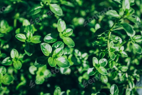 Preview: Thyme plant growing in organic herb garden. Thyme background