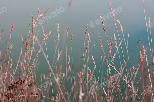 Preview: dry grass on the background of a blue lake, natural background