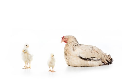Preview: hen looking at cute little chickens isolated on white