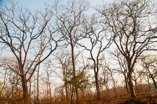 Preview: Autumn forest, Summer Forest,India
