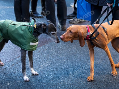 Preview: Two dogs sniff each other. City dogs walking
