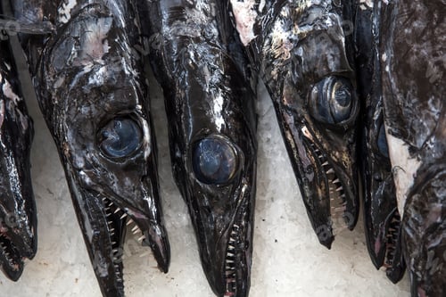 Preview: Espada fish on traditional fish market in Funchal at Madeira island, Portugal