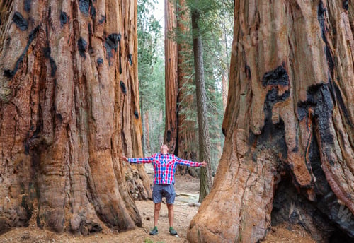 Preview: Sequoia
