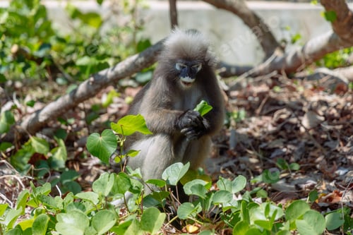 Preview: Monkey sits on ground holding green leaf in natural setting with plants around
