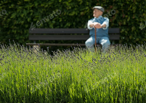 Preview: Happy old man sitting on park bench with lavender field in the foreground