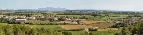 Preview: Vineyards with Montserrat peaks at background