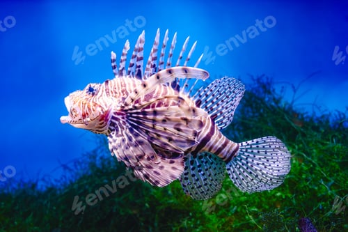 Preview: Common Lionfish or Red Lionfish