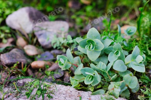 Preview: sedum growing in a orient style rock garden.