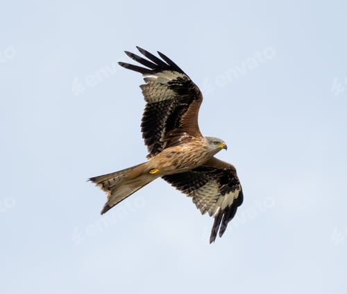 Preview: Western Marsh Harrier Flying