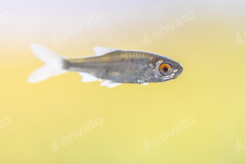 Preview: Sunbleak or belica freshwater fish