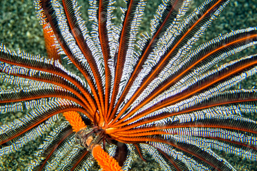 Preview: Feather Star, Lembeh, North Sulawesi, Indonesia