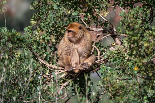 Preview: Monkeys lounging in the lush greenery of the Moroccan Atlas Mountains