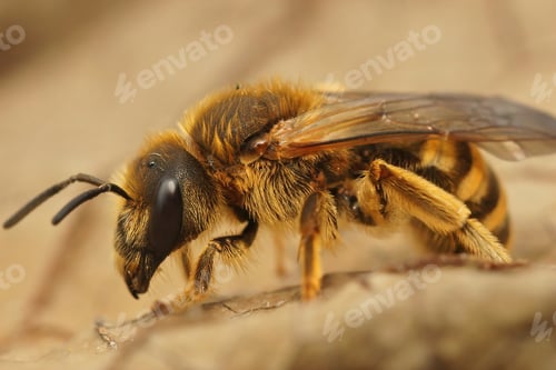 Preview: Closeup on a female Great banded furrow bee, Halictus scabiosae