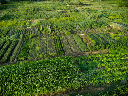 Preview: Green vegetable garden, aerial view