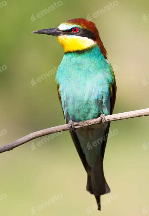 Preview: Merops apiaster. Common bee-eater. Close-up