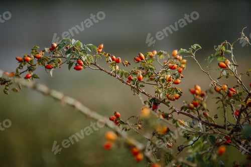 Preview: A branch with ripe rosehip berries, close-up.