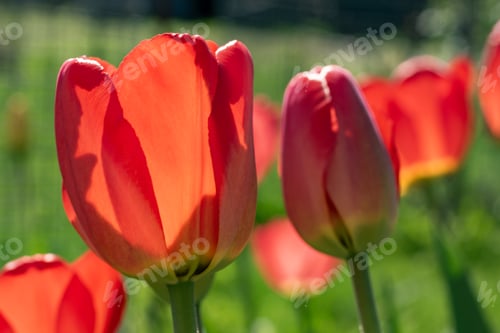 Preview: Red tulips. A pair of red tulips in the garden. A spring blurring background with bright tulips. Mac
