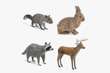 Preview: Forest Animal Collection: Deer, Raccoon, Rabbit and Squirrel