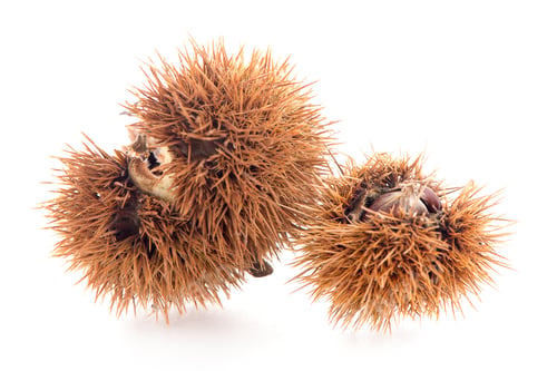 Preview: Chestnuts with shell