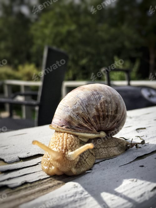 Preview: Wild snail