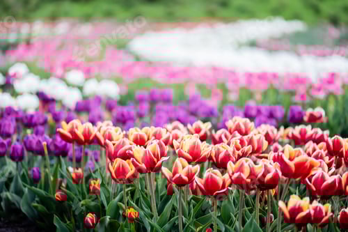 Preview: beautiful blooming colorful tulips field