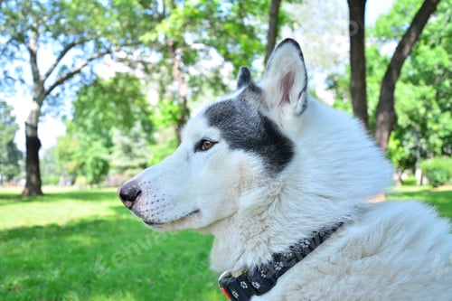 Preview: dog, siberian husky, pets, dogs, wilderness