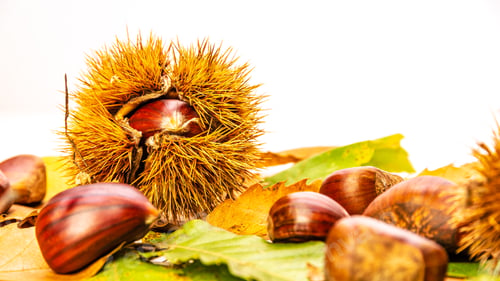 Preview: Chestnuts isolated on white background with leaves. Top view