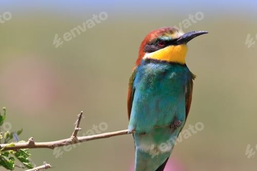 Preview: european bee eater (Merops Apiaster)