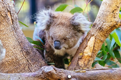 Preview: Koala in a Tree in Australia