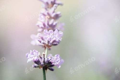 Preview: Pollination with bee and lavender with sunshine, sunny lavender.