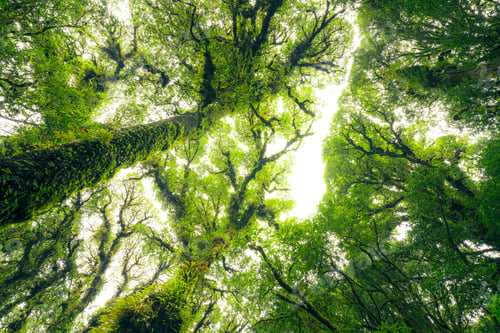 Preview: Green tree forest with sunlight through green leaves. Natural carbon capture and carbon credit