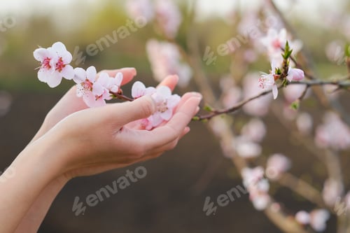 Preview: Tree blossom in woman hand
