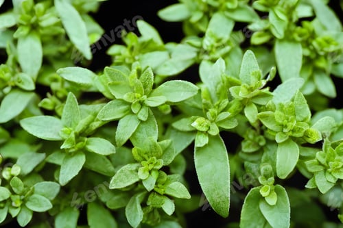 Preview: Top view of fresh oregano, herb plants