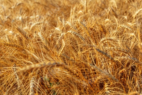 Preview: golden wheat field and sunny day