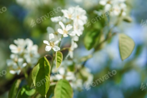 Preview: Blooming cherry branches with white flowers close-up, background of spring nature. Macro image