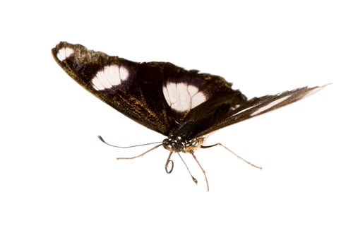 Black and White Butterfly on a White Background
