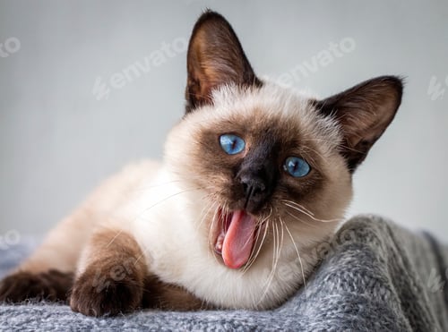 Preview: Cute kitten siamese cat indoor