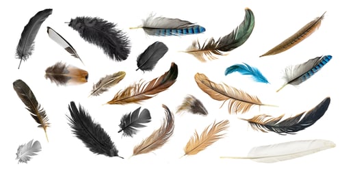 Preview: feathers on white isolated background