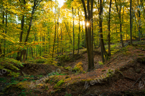 Preview: Colorful stunning autumn forest landscape in October