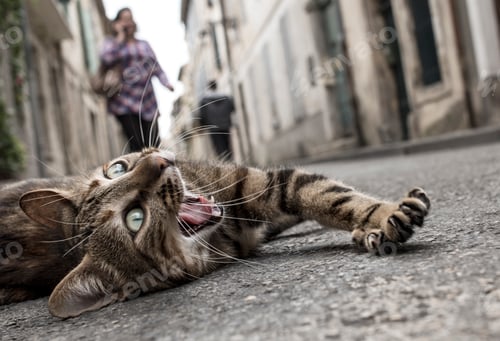 Preview: homeless cat on the ground down the street