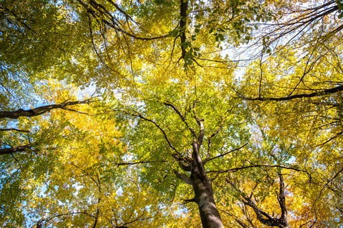 Preview: Perspective from down to up view of autumn forest with bright orange and yellow leaves. Dense woods