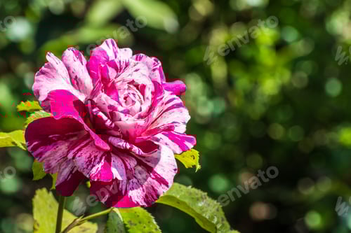 Preview: Pink and white rose in bloom