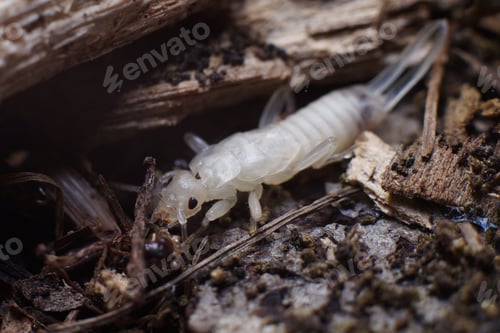 Preview: Closeup shot of a European Earwig freshly molted
