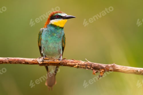 Preview: Surprised european bee-eater sitting in summertime from front with copy space