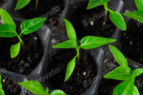 Preview: Tray with green seedlings in the greenhouse. Pepper seedlings. Organic microplants