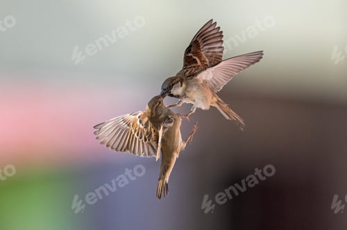Preview: House Sparrow Bird